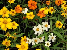 Foto de flores do género Zinnia em várias cores.