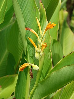 <i>Canna jaegeriana</i> Species of plant