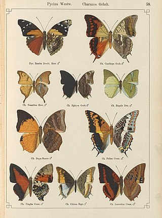 <i>Charaxes ephyra</i> Species of butterfly