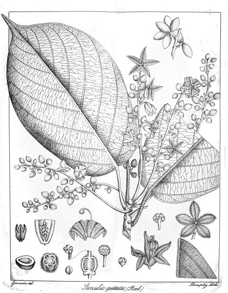 File:Sterculia guttata Govindoo.jpg