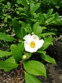 Stewartia pseudocamellia