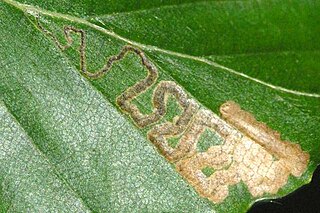 <i>Stigmella tityrella</i> Species of moth