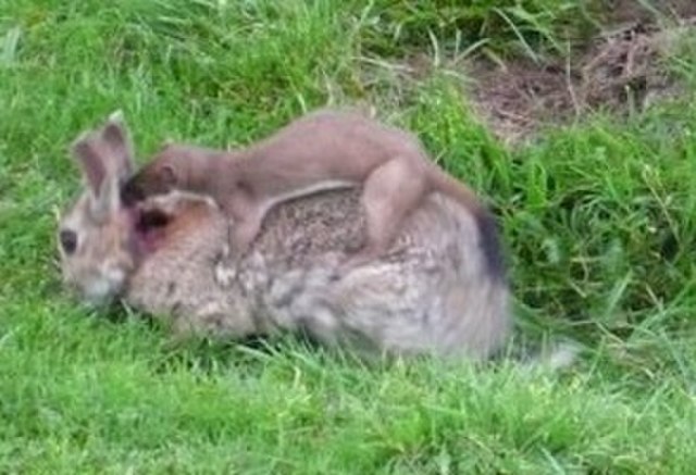 Stoat killing a rabbit