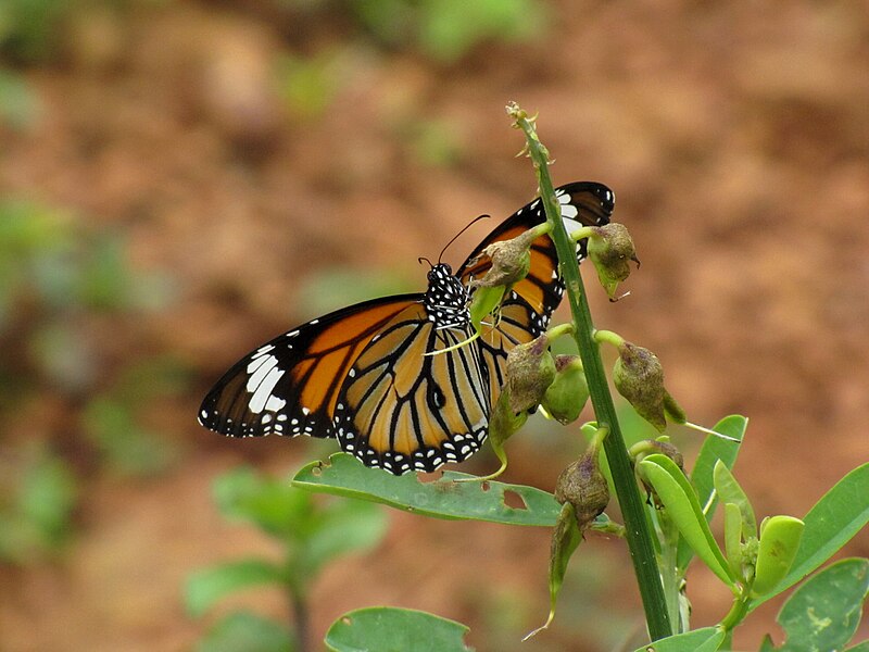 File:Striped Tiger (Danaus genutia).jpg