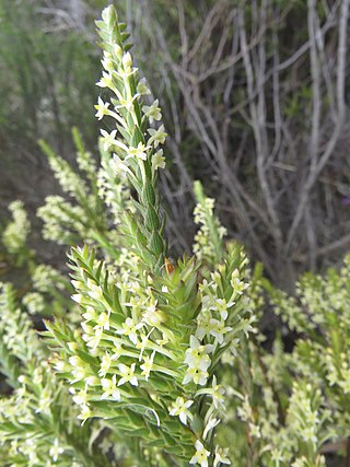 <i>Struthiola striata</i> A shrub in the Thymelaeaceae family from South Africa