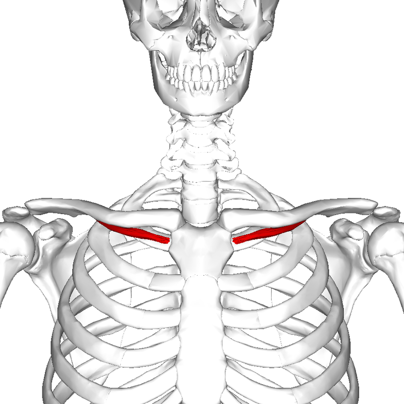 subclavius