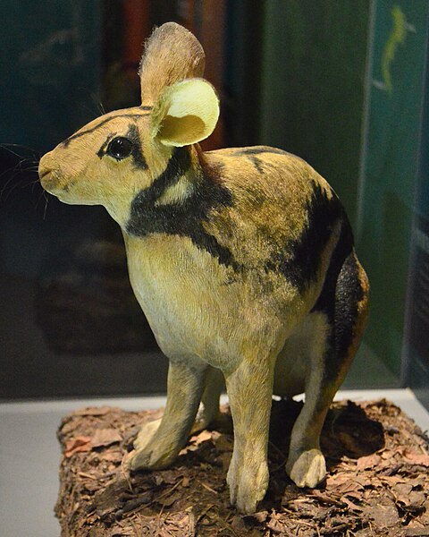 Nesolagus netscheriSumatran striped rabbit(Model)