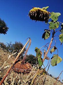 Sunflower plant during the winter season in Kanngwe, Botswana. Sunflower during winter season 01.jpg
