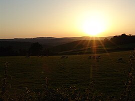 Troupeau de moutons broutant sur les sommets du Morvan (Côte-d’Or) au Soleil couchant. (définition réelle 1 000 × 750)