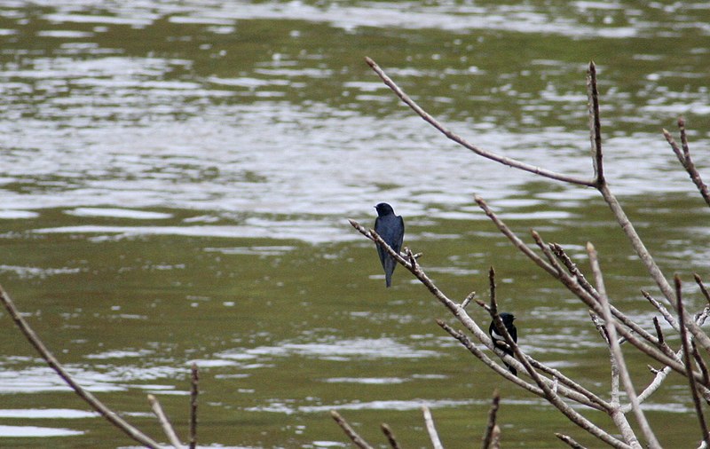 File:Swallow on Fungu Island jungle (2719255529).jpg