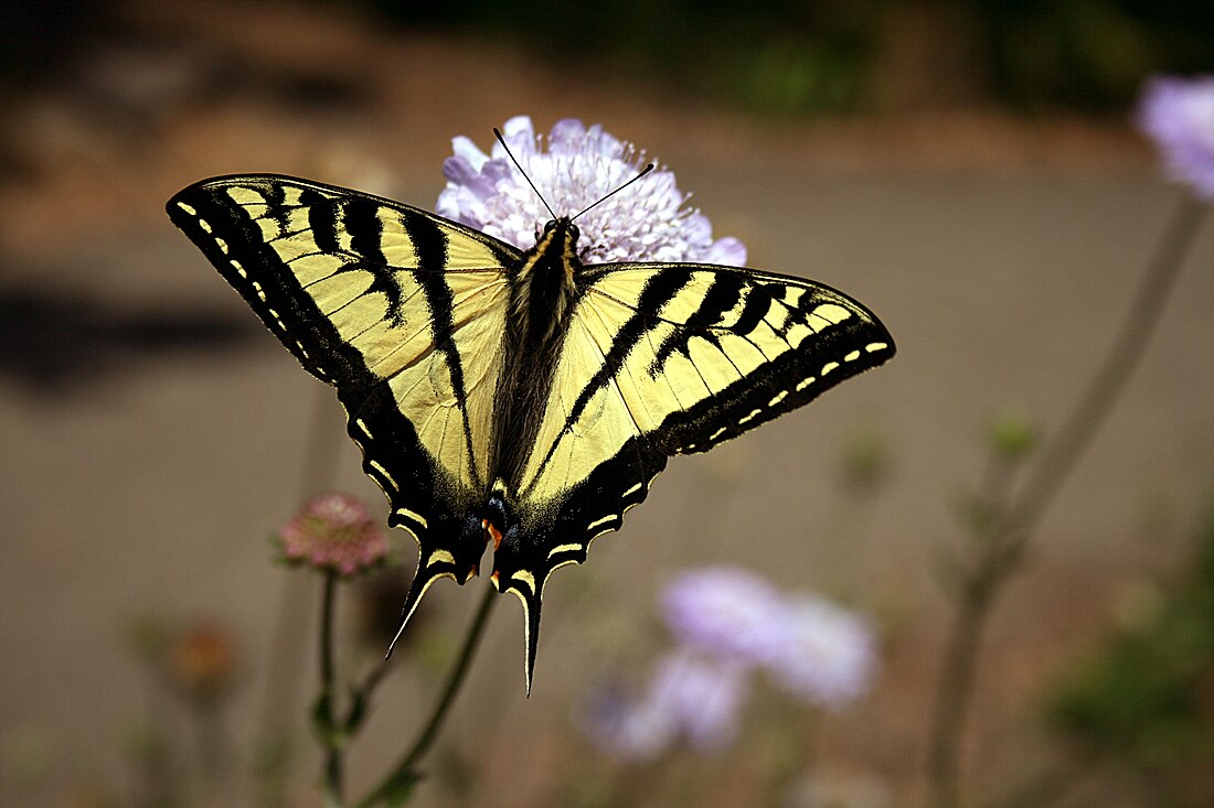 Papilionidae