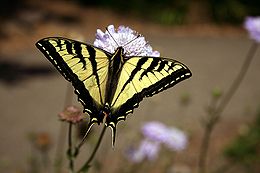 Papilio rutulus