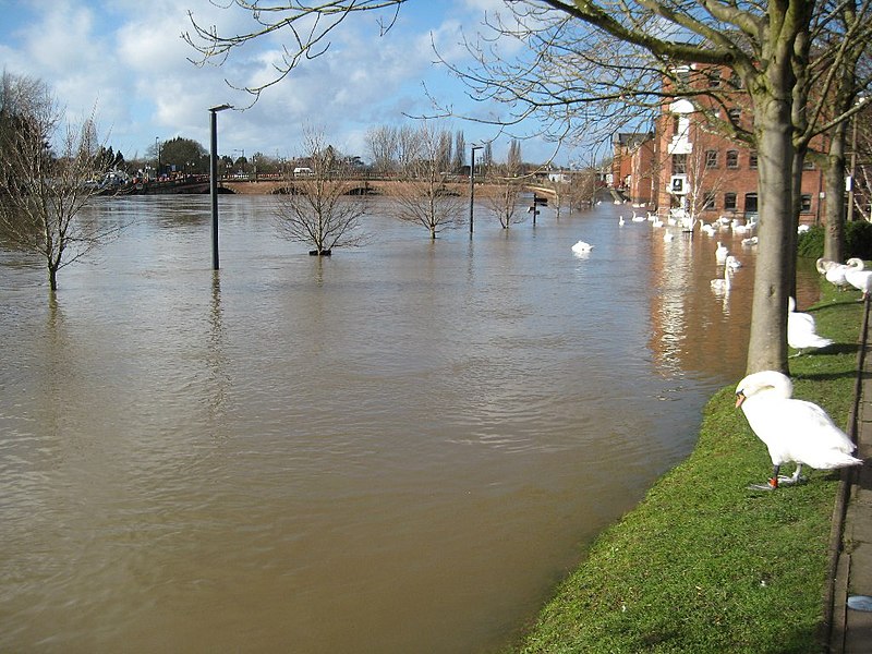 File:Swans beside the flooded River Severn - geograph.org.uk - 3845906.jpg