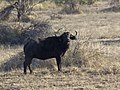 Syncerus caffer, Okavango, Namibia