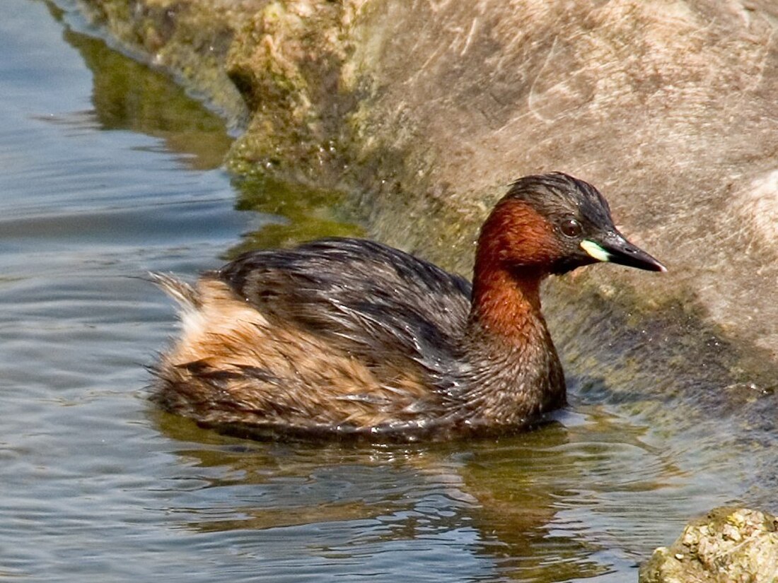 Kis vöcsök