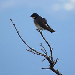 Tachycineta meyeni - Flickr - Dick Culbert.jpg