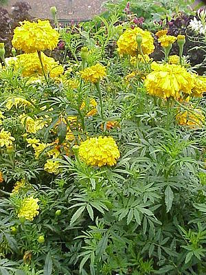 Tagetes x erecta1.jpg