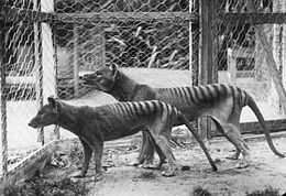 Coppia di tilacini allo zoo di Hobart nel 1921: maschio in secondo piano.