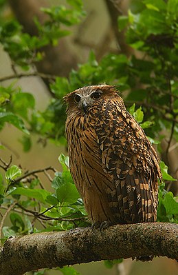 Tawny Fish Owl.jpg