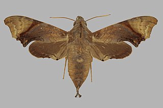 <i>Temnora palpalis</i> Species of moth