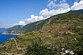 steep terraces, a view to Corniglia and Volastra coast