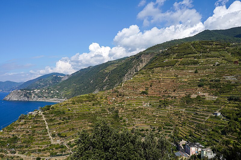 File:Terraces Manarola Volastra Cinque Terre Sep23 A7C 06874.jpg