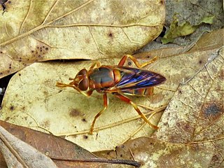 <i>Teuchocnemis bacuntius</i> Species of fly