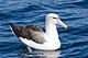 Albatros Du: Rhywogaeth o adar