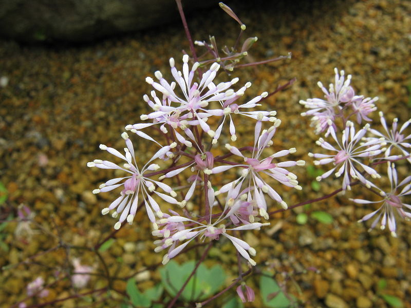 File:Thalictrum coreanum2.jpg