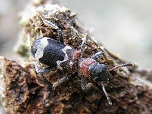 Thanasimus formicarius bialowieza bosque beentree.jpg