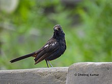 Самец fulicatus из Тарпаркара, Синд