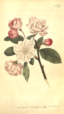 The Botanical Magazine, Plate 267 (Volume 8, 1794).png