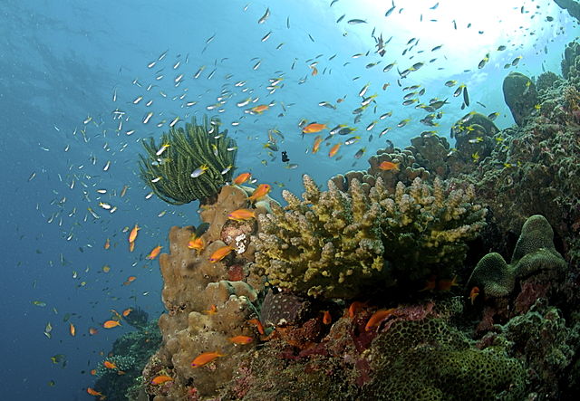 Image: The Coral Reef at the Andaman Islands