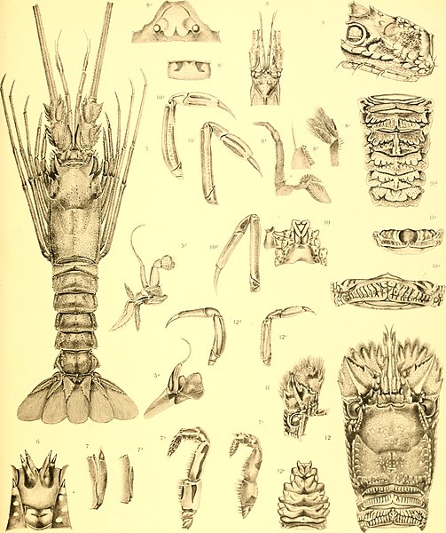 File:The Decapoda of the Siboga Expedition (1911-) (20818016406).jpg