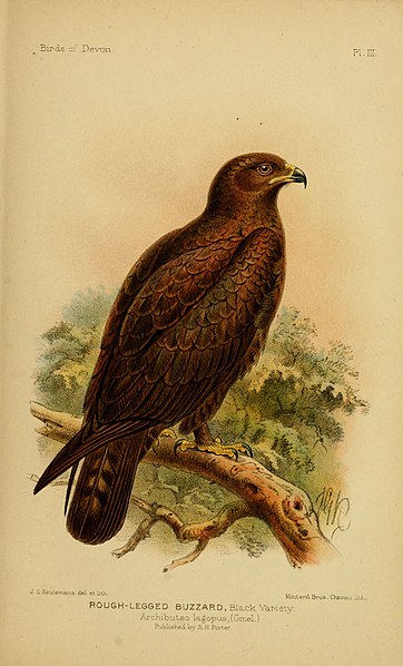 File:The birds of Devon (Pl. III) (6140208699).jpg