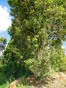 Clove tree on Pemba Island The clove tree in Pemba island.JPG