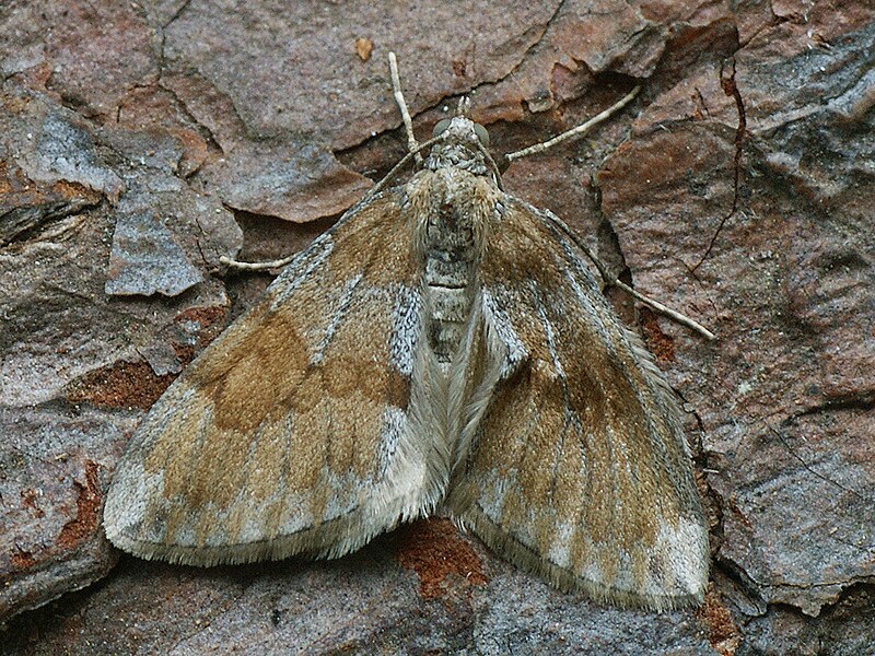 File:Thera obeliscata - Grey pine carpet (40917719332).jpg