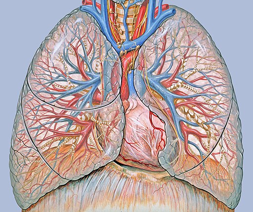 Thoracic anatomy