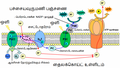 07:27, 17 ஏப்பிரல் 2014 இலிருந்த பதிப்புக்கான சிறு தோற்றம்