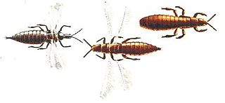 <span class="mw-page-title-main">Thrips</span> Order of insects