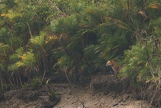 <i>Phoenix paludosa</i> Species of palm