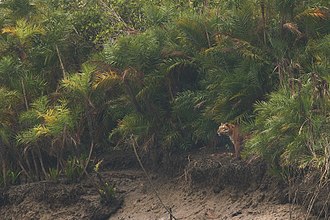 330px-Tiger_Palm_in_Sundarban.jpg