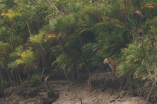 Tiger Palm in Sundarban