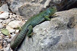 Le lézard ocellé est le plus grand lézard d'Europe