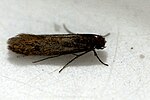 Miniatura para Tinea (Lepidoptera)