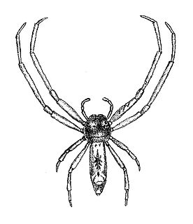 <i>Tmarus</i> Genus of spiders