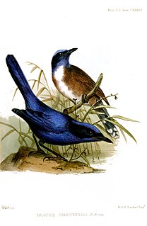 <i>Todopsis</i> Genus of birds
