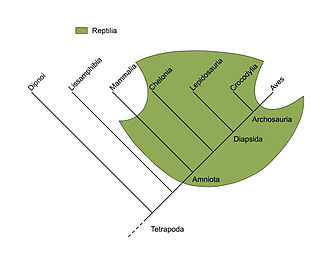 Paraphyly Property of a group which includes only descendants of a common ancestor, but excludes at least one monophyletic subgroup