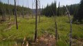 File:Traversing Wetlands in Trepanier Provincial Park.webm