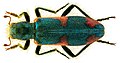 Trichodes nobilis